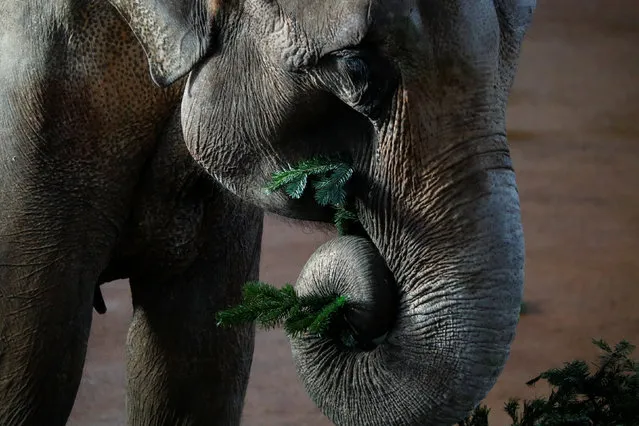 An Asian elephant eats a used Christmas tree at the zoo in Cologne, Germany January 12, 2017. (Photo by Wolfgang Rattay/Reuters)