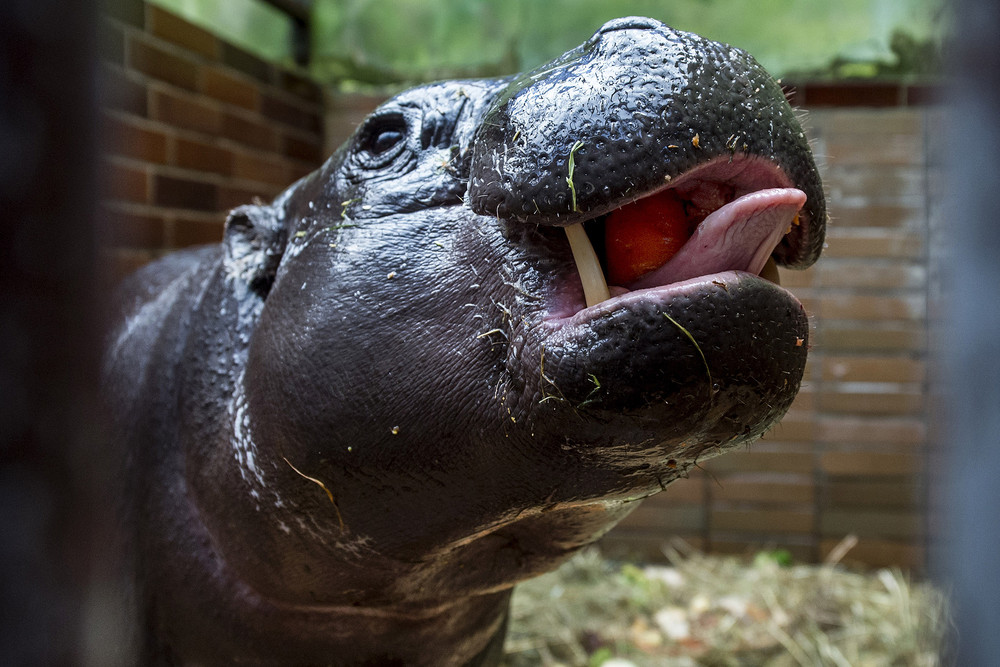 Prague Zoo Welcomes Baby Hippo