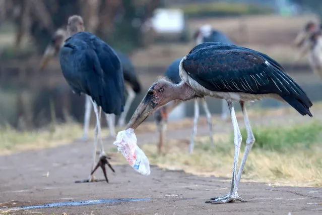 A marabou stork bird tries to feed on a plastic paper after getting it from a fish market at Uhuru Park in Nairobi, Kenya, 12 February 2019. (Photo by Daniel Irungu/EPA/EFE)