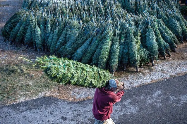 Workers unload a truck with 1,400 Christmas trees at North Pole Xmas Trees in Nashua, New Hampshire on November 17, 2022. The company sells trees retail, wholesale and mail order to customers around the US with 80,000 trees moved each season. Xmas claims that tree prices are higher this year due to a shortage of tree farmers, inflation and the drought. (Photo by Joseph Prezioso/AFP Photo)