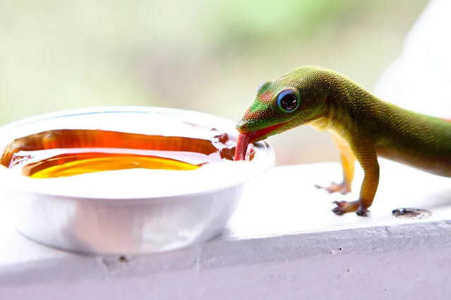 Gecko and Guava Jelly. (Photo by Alicia Greenwell)
