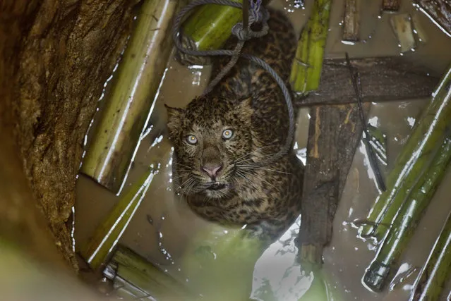 A full grown male leopard that fell into a well bites a rope thrown to it by rescuers in Gauhati, north eastern Assam state, India, Saturday, March 12, 2016. The leopard is believed to have fallen into the well in the early hours of the day while searching for prey in this part of a hill that has recently been encroached by humans. The animal was rescued by Saturday noon and taken to the zoo. (Photo by Anupam Nath/AP Photo)