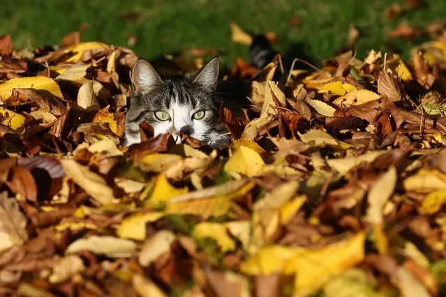 A cat enjoys Saturday's sunny autumn weather in Motala, Sweden on October 16, 2021. (Photo by Jeppe Gustafsson/Rex Features/Shutterstock)