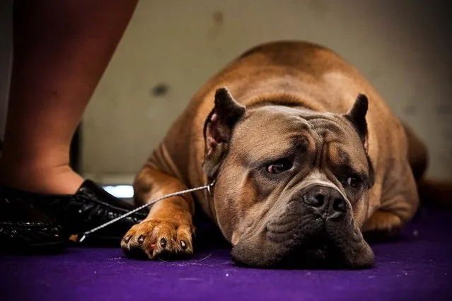 A cane corso waits to compete during the Westminster Kennel Club Dog Show in New York, on February 11, 2014. (Photo by Andrew Burton/Getty Images)