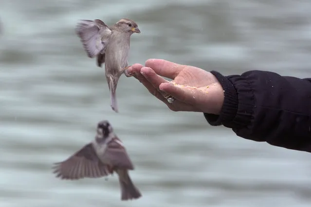 A woman feeds some birds with bread from her hand by the lake in the Retiro park in Madrid, Spain, Friday, February 10, 2017. (Photo by Paul White/AP Photo)