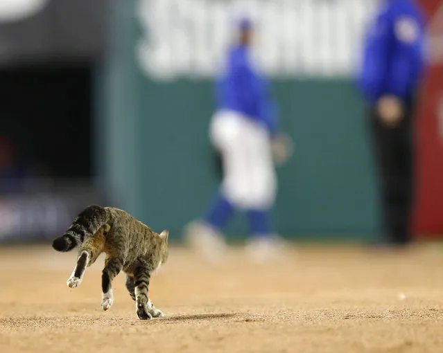 A cat takes the field late in an exhibition baseball game between the Texas Rangers and the Cleveland Indians in Arlington, Texas on Friday, April 1, 2016. Cleveland won 9-1. (Photo by Vernon Bryant/The Dallas Morning News via AP Photo)