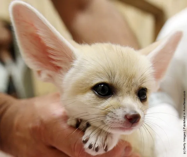 Baby Fennec Fox