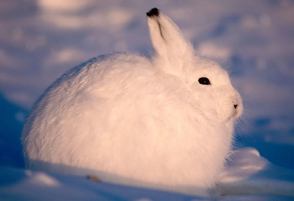 Arctic Hare