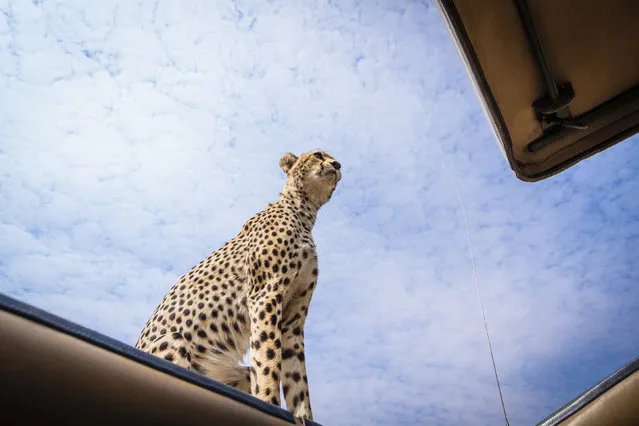 The cheetah on top of the safari vehicle. (Photo by Bobby-Jo Clow/Caters News)