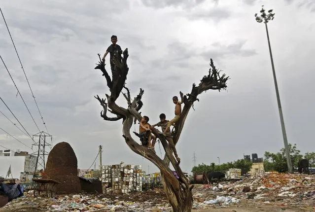 Children play on a dead tree outside their homes in New Delhi, India May 13, 2015. (Photo by Adnan Abidi/Reuters)