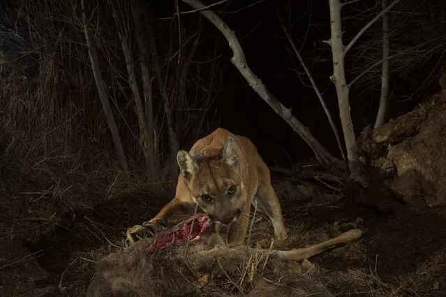 Handout photo of the mountain lion known as P-35 eating a kill in the Santa Susana Mountains in Southern California in this December 4, 2015 handout photo released to Reuters April 6, 2016. (Photo by Jeff Sikich/Reuters/National Parks Service)