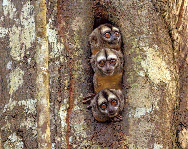 A curious trio of owl monkeys peep out of a tree hollow on the Marañón River near the city of Nauta, Peru in April 2024. (Photo by James Cai/Solent News)