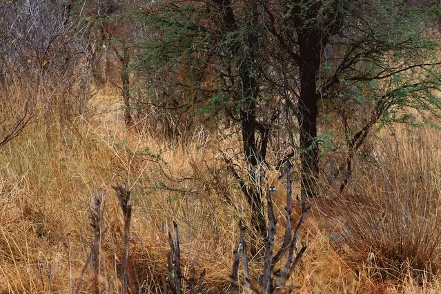 Wild: An impala is hiding in his natural habitat – but where? (Photo by Caters News)