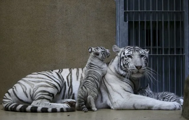 Suraya Bara, an Indian white tiger, rests with its newly born cubs in their enclosure at Liberec Zoo, Czech Republic, April 25, 2016. (Photo by David W. Cerny/Reuters)