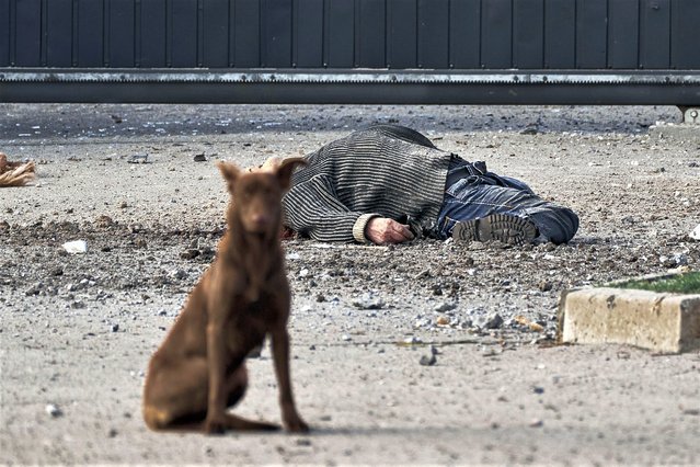 A stray dog sits near the dead body of a local citizen, killed in Russian shelling that hit an industrial area in Kherson, Ukraine, Friday, February 3, 2023. (Photo by LIBKOS/AP Photo)