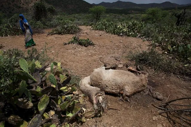 A woman walks past the carcass of a camel that has died due to the severe drought near the town of Qol Ujeed, on the border with Ethiopia, Somaliland April 17, 2016. (Photo by Siegfried Modola/Reuters)