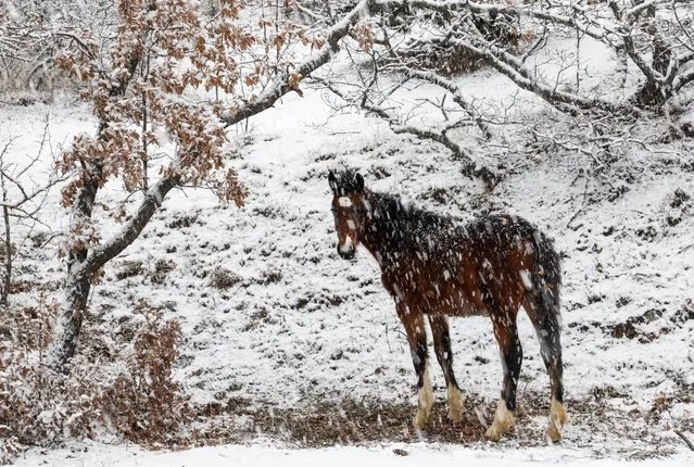 A horse is seen in a village in the Alushta Municipality, on Crimea’s Black Sea coast during a heavy snowfall on January 22, 2022. A storm warning has been issued in Crimea in connection with severe weather conditions. According to weather forecasts for the evening of 22 January and throughout 23 January, Crimea is to experience a heavy snowstorm, sleet, icy road conditions and northeasterly winds of up to 15-20 metres per second. (Photo by Sergei Malgavko/TASS)