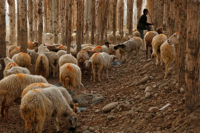 A man herds sheep outside the village of Jiya near Hotan, Xinjiang Uighur Autonomous Region, China, March 21, 2017. (Photo by Thomas Peter/Reuters)