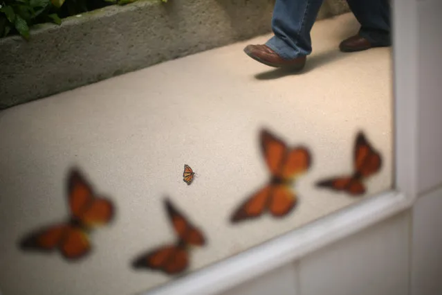 A Monarch butterfly (C) is seen reflected in a mirror as it rests on the ground during the official Inauguration of the month of the Monarch butterfly at Chapultepec Zoo in Mexico City, Mexico, April 6, 2017. (Photo by Edgard Garrido/Reuters)