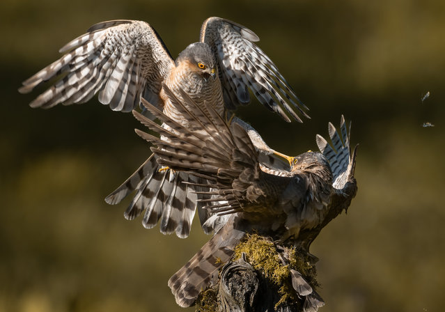 A male sparrowhawk protects a nest and his mate from a rival female who had entered their territory in Dumfries and Galloway, Scotland in the second decade of June 2024. Sparrowhawks have a wingspan of up to 70cm, with the females being 25 per cent larger. (Photo by Gary Jones/Magnus News)