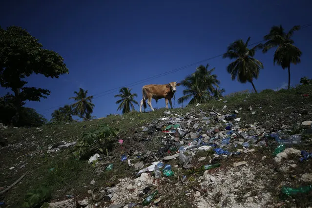 A cow grazes on a hillside littered with trash at a beach near Jacmel, Haiti, Sunday, October 6, 2019. (Photo by Rebecca Blackwell/AP Photo)