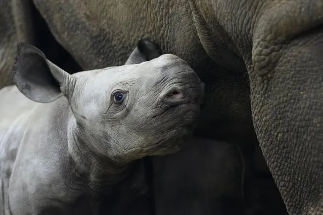 A newly born critically endangered eastern black rhino stands in its enclosure next to its mother Eva at the zoo in Dvur Kralove, Czech Republic, Wednesday, March 16, 2022. The male rhino calf was born on March 4, 2022 and was named Kyiv. According to the zoo's director Premysl Rabas the name was chosen as a sign of support to the Ukrainian heroes fighting the war. (Photo by Petr David Josek/AP Photo)