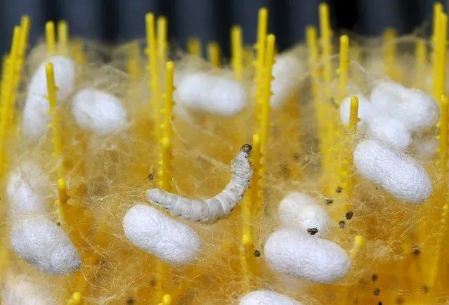 A late-developing silkworm sits suspended in the fibres its fellow larvae released as they spun their own cocoons, at the CRA agricultural research unit in Padua, Italy, June 4, 2015. (Photo by Alessandro Bianchi/Reuters)