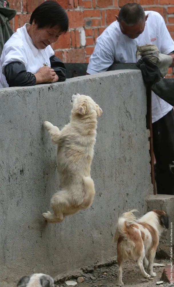 Homeless Animals Rescue Center In Nanjing