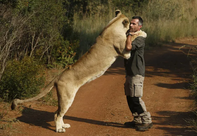 In this photo taken on Wednesday, March 15, 2017, Kevin Richardson, popularly known as the “lion whisperer”, interacts with one of his lionesses in the Dinokeng Game Reserve, near Pretoria, South Africa. (Photo by Denis Farrell/AP Photo)
