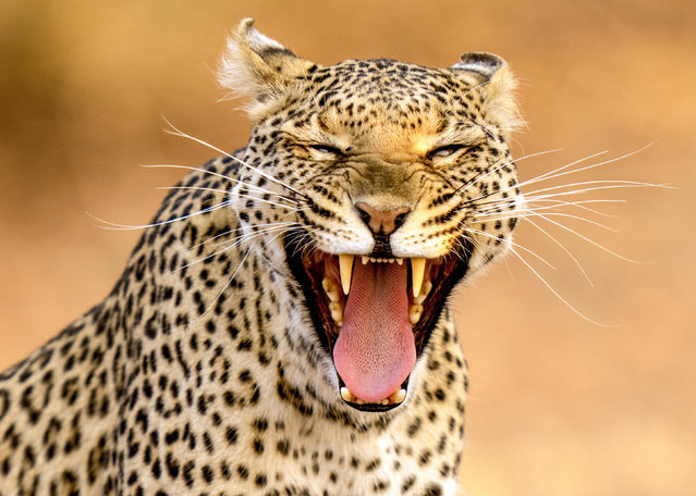 A yawning leopard appears to be laughing instead at Chobe National Park in Botswana in January 2023. (Photo by Nick Dale/Solent News & Photo Agency)