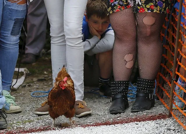 A boy reacts as a hen fails to leave the starting line during the World Championship Hen Racing Championships in Bonsall, Britain, August 1, 2015. (Photo by Darren Staples/Reuters)
