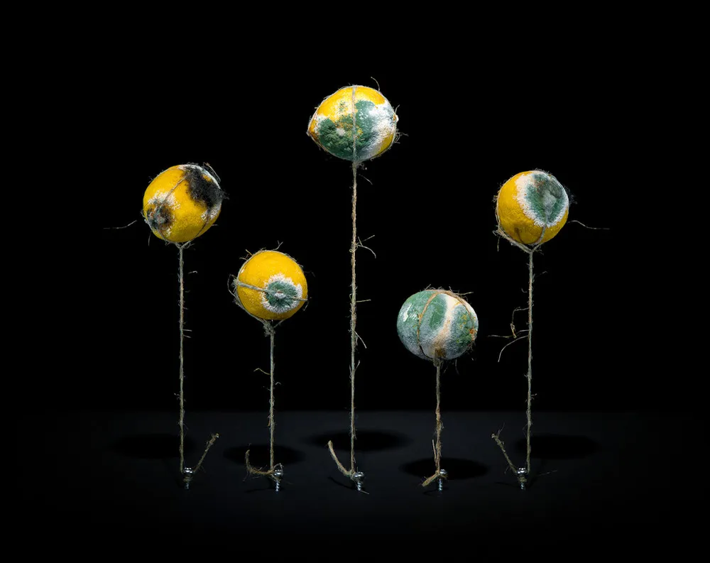 Pamphlet on Ecology by Klaus Pichler