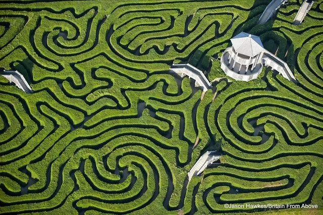 Wrong turns Longleat maze near Bath is the largest in Britain