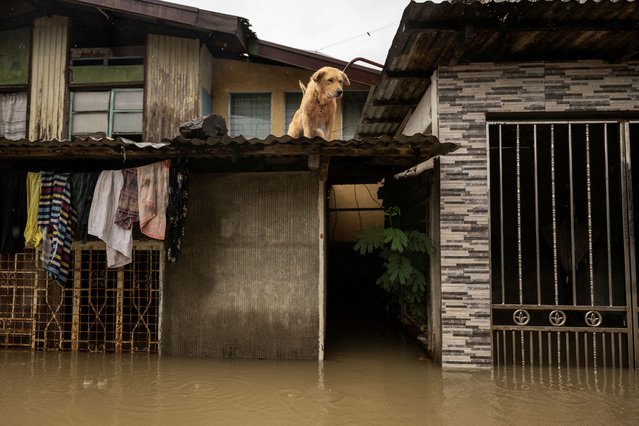 A dog looks out from the roof of a flooded home during Tropical Storm Yagi, locally known as Enteng in Apalit, Pampanga, Philippines, on September 5, 2024. (Photo by Eloisa Lopez/Reuters)