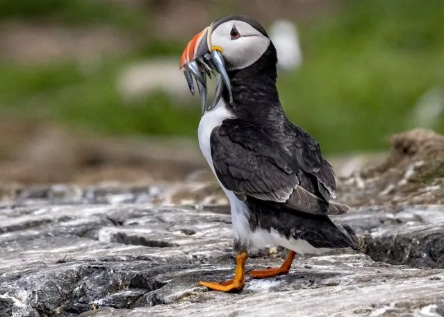 Puffins return to the home on the Farne Islands after spending the winter at sea to feast on small fish early June 2022. In summer the Farne Islands are “home” for over 100,000 pairs of breeding seabirds, including 55,000+ pairs of puffins. When the birds leave in late summer the Islands become the pupping grounds for the second largest colony of grey seals in England. (Photo by Marisa Cashill/South West News Service)