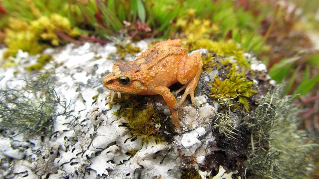 An undated handout photo made available by the University of Michigan shows a specimen of 'cutin of mountain' frog, a new species found in the forest area of Pui Pui near the center of Toldopampa, in the Andean region of Junin, Peru. The discovery of three new species of frogs in the protected forest of Pui Pui, in the Andean zone of the central jungle of Peru, confirms this natural area as one of the richest in biological diversity of the Peruvian Andes. (Photo by Rudolf von May/EPA/University of Michigan)