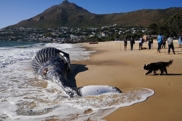 A dog approaches a deceased humpback whale washed up on Longbeach Simonstown in Cape Town, South Africa on October 15, 2024. (Photo by Nic Bothma/Reuters)