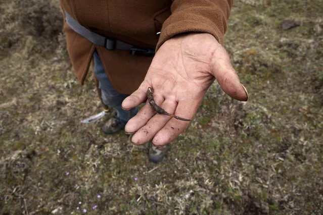 A Tibetan man shows a freshly picked up Caterpillar Fungus on the mountains in the surroundings of Xiaosumang Township, on May 31st, 2016. (Photo by Giulia Marchi/The Washington Post)