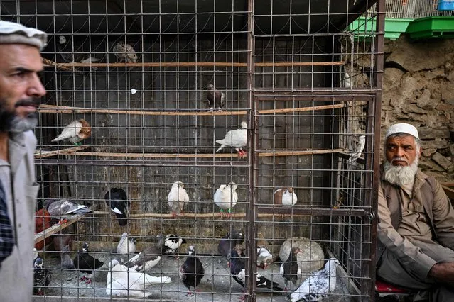 A bird vendor sits next to a cage of pigeons as he waits for customers in the Ka Faroshi bird market in Kabul on July 16, 2022. (Photo by Lillian Suwanrumpha/AFP Photo)