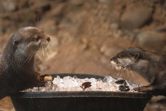 Otters Athena and Danh Tu enjoy shellfish presented in a bucket of ice at the Houston Zoo during a heat wave in Houston, Texas, U.S., August 28, 2023. (Photo by Adrees Latif/Reuters)