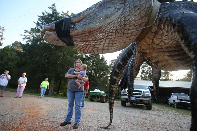 In this Saturday, August 16, 2014 photo, Mandy Stokes stands with her daughter Molly Kate Stokes next to a large alligator weighing 1011.5 pounds measuring 15-feet long is pictured in Thomaston, Ala. The alligator was caught in the Alabama River near Camden, Ala., by Mandy Stokes and family. (Photo by Sharon Steinmann/AP Photo/Al.com)