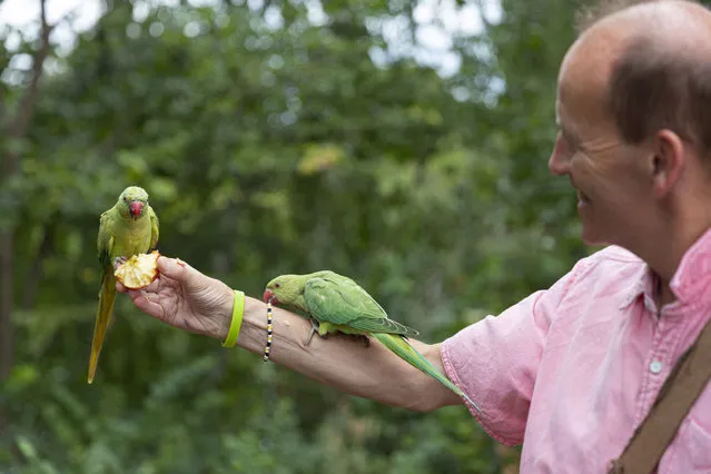 A man feeds green parrots as people enjoy their time on the weekend at Hyde Park in London, United Kingdom on July 30, 2022. (Photo by Rasid Necati Aslim/Anadolu Agency via Getty Images)