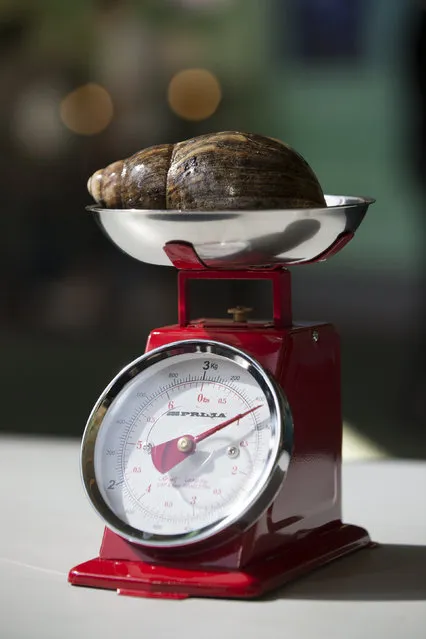 An African Land Snail is weighed at 480kg during the annual weight-in ZSL London Zoo on August 21, 2014 in London, England. The height and mass of every animal in the zoo, of which there are over 16,000, is recorded and submitted to the Zoological Information Management System. This is combined with animal measurement data collected from over 800 zoos and aquariums in almost 80 countries, from which zoologists can compare information on thousands of endangered species. (Photo by Oli Scarff/Getty Images)