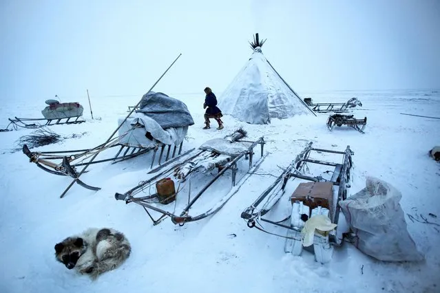 Members of the Nenets tribe take down their tepee as they prepare to move on in their winter migration in Siberia, December 2016. (Photo by Timothy Allen/Barcroft Productions)