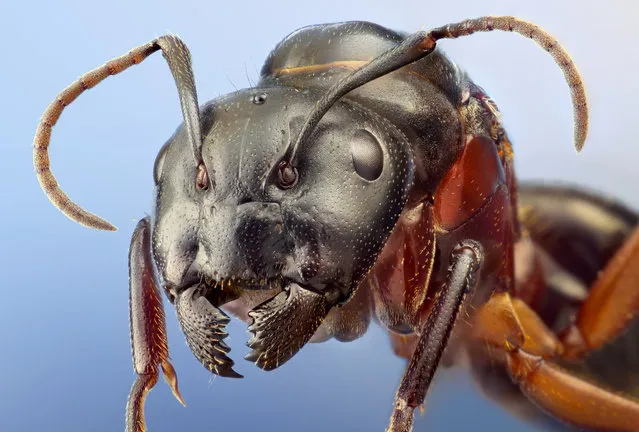 Studio stack: Carpenter Queen. Camponotus herculaneus.