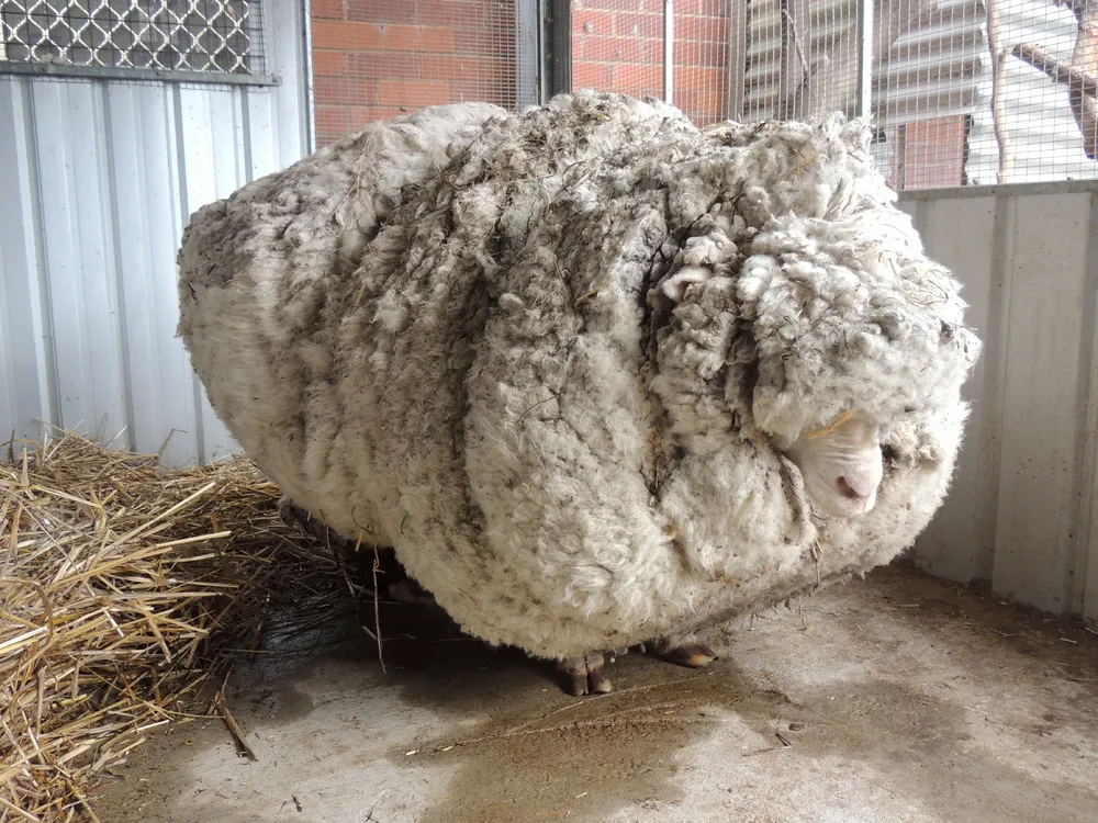 The Sheep who was Almost Killed by His Own Fleece
