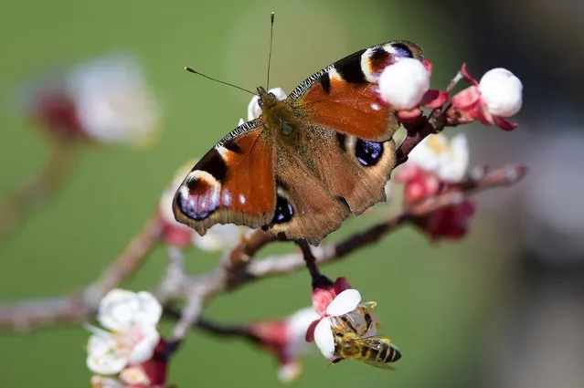 A peacock butterfly and a bee gather pollen on a blooming branch of an apricot tree, near the town of Pristina on March 21, 2020. (Photo by Armend Nimani/AFP Photo)