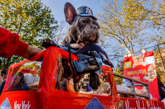 The 27th Annual Tompkins Square Halloween Dog Parade was held on October 21, 2017. (Photo by Erik McGregor/Pacific Press/LightRocket via Getty Images)