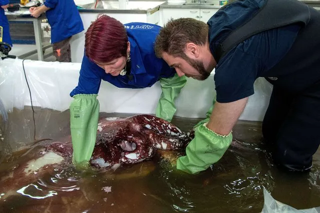 Kat Bolstad (L) of Auckland University works on a colossal squid with Aaron Evans of Otago University as it is defrosted at Te Papa labs in Wellington on September 16, 2014. The squid was caught by a fishing boat longline in the Antarctic over the summer and kept on ice until scientists worked to thaw it out to begin examining the specimen. (Photo by Marty Melville/AFP Photo)