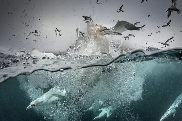 Gannets dive into the sea and swarm above the water in search of food, 2014, in Shetland, Scotland. (Photo by Richard Shucksmith/Barcroft media)